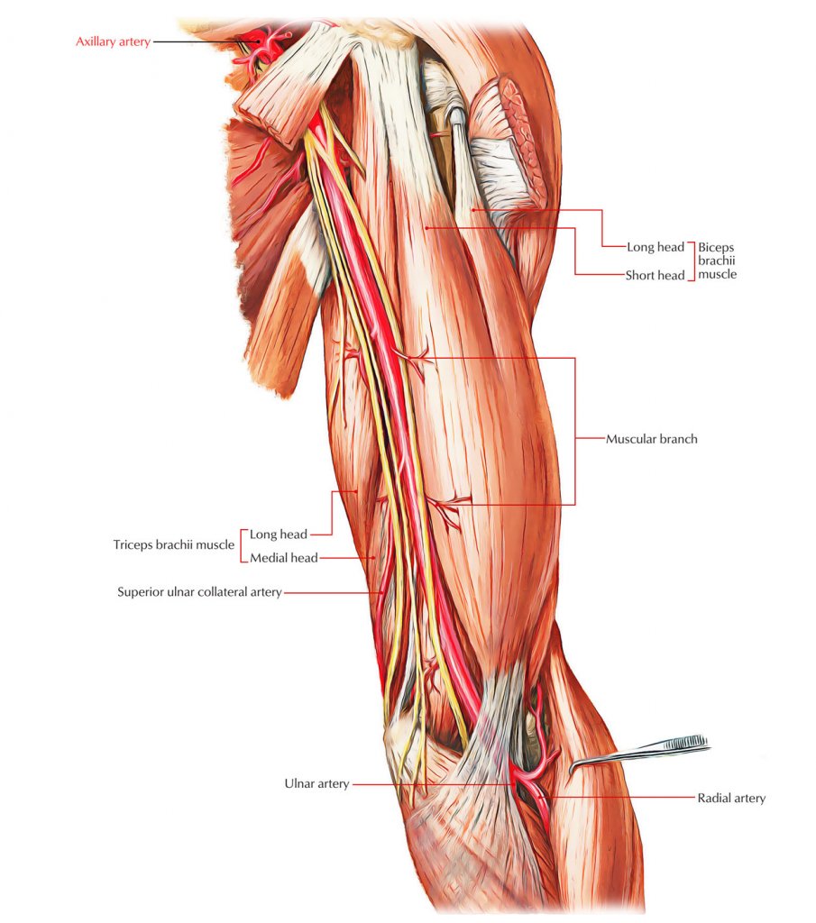 Артерии и сосуды верхних конечностей