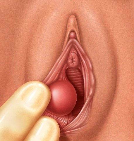 Строение вагины изнутри (87 фото)